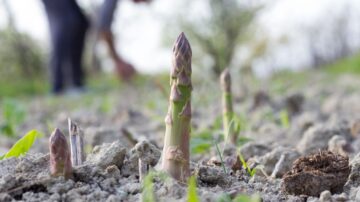 Dniówka wynosi 250 zł, ale chętnych do pracy brakuje