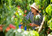 Praca sezonowa za granicą – tam na pewno nie wrócą