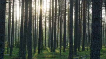 Afera w Lasach Państwowych – co wiadomo o zarzutach dla byłych dyrektorów?