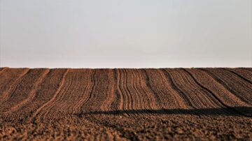 Susza zabija skuteczność granulatu. Dlaczego nawozy biologiczne sprawdzają się w warunkach deficytu wody?